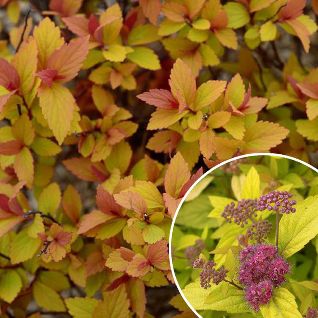 Spiraea japonica Minspil04 LITTLE FLAME