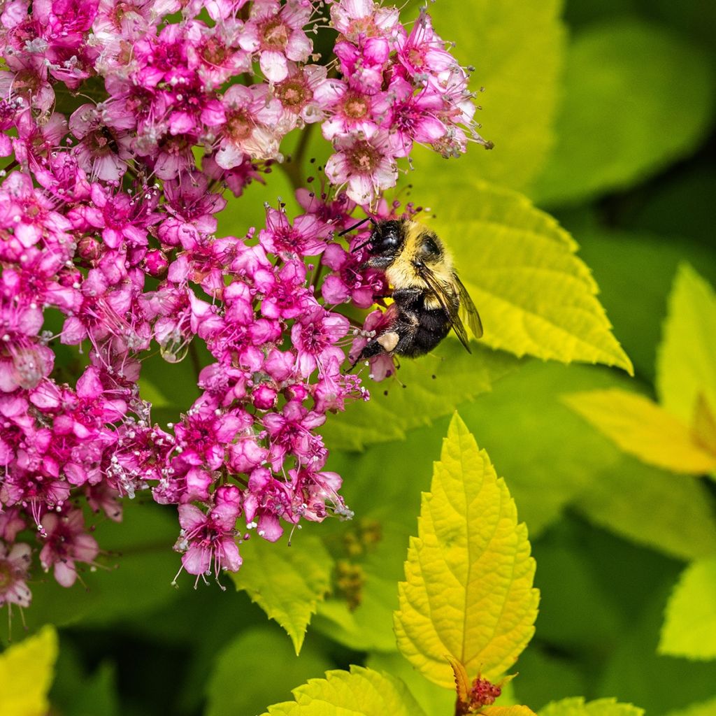 Spiraea japonica Candlelight