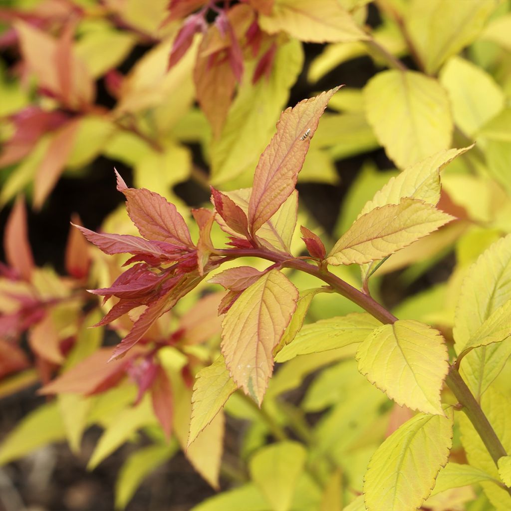 Spirée japonaise - Spiraea japonica Pink & Gold