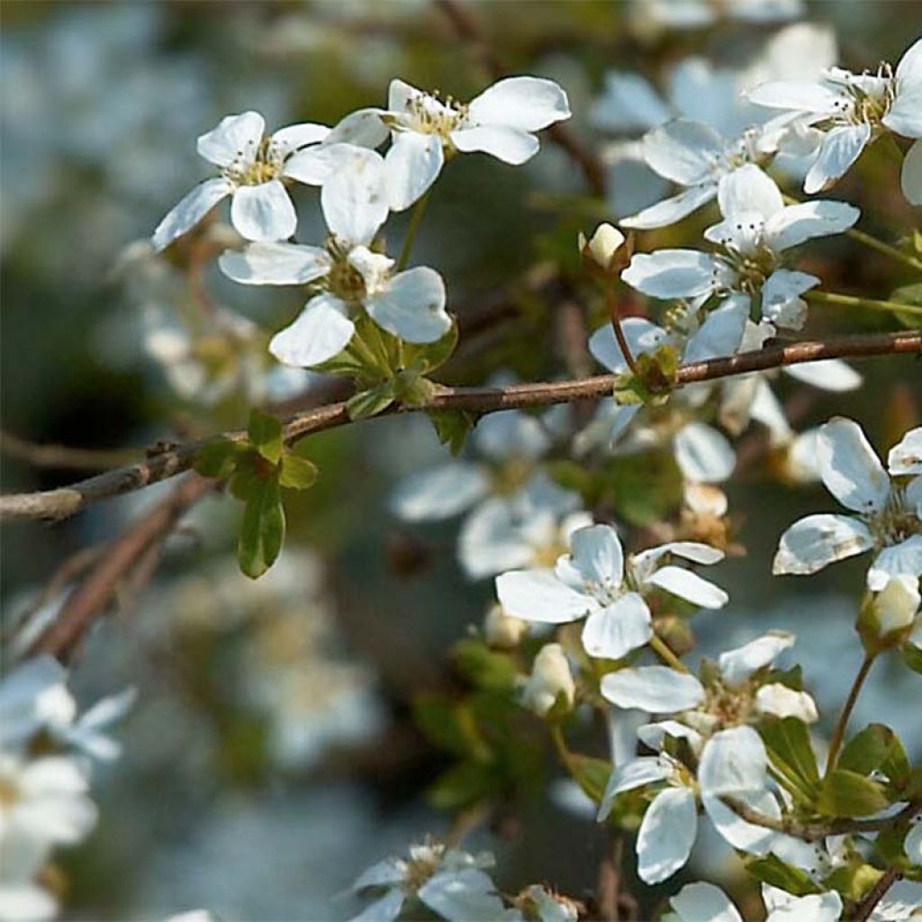 Spiraea thunbergii - Spirée de Thunberg 