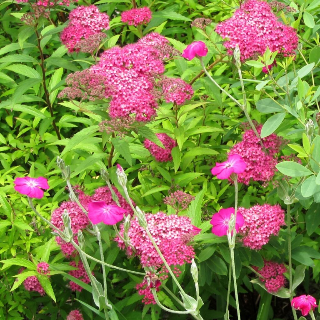 Spirée japonaise - Spiraea japonica Neon Flash