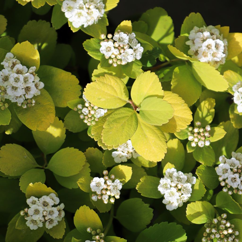 Spiraea betulifolia Island