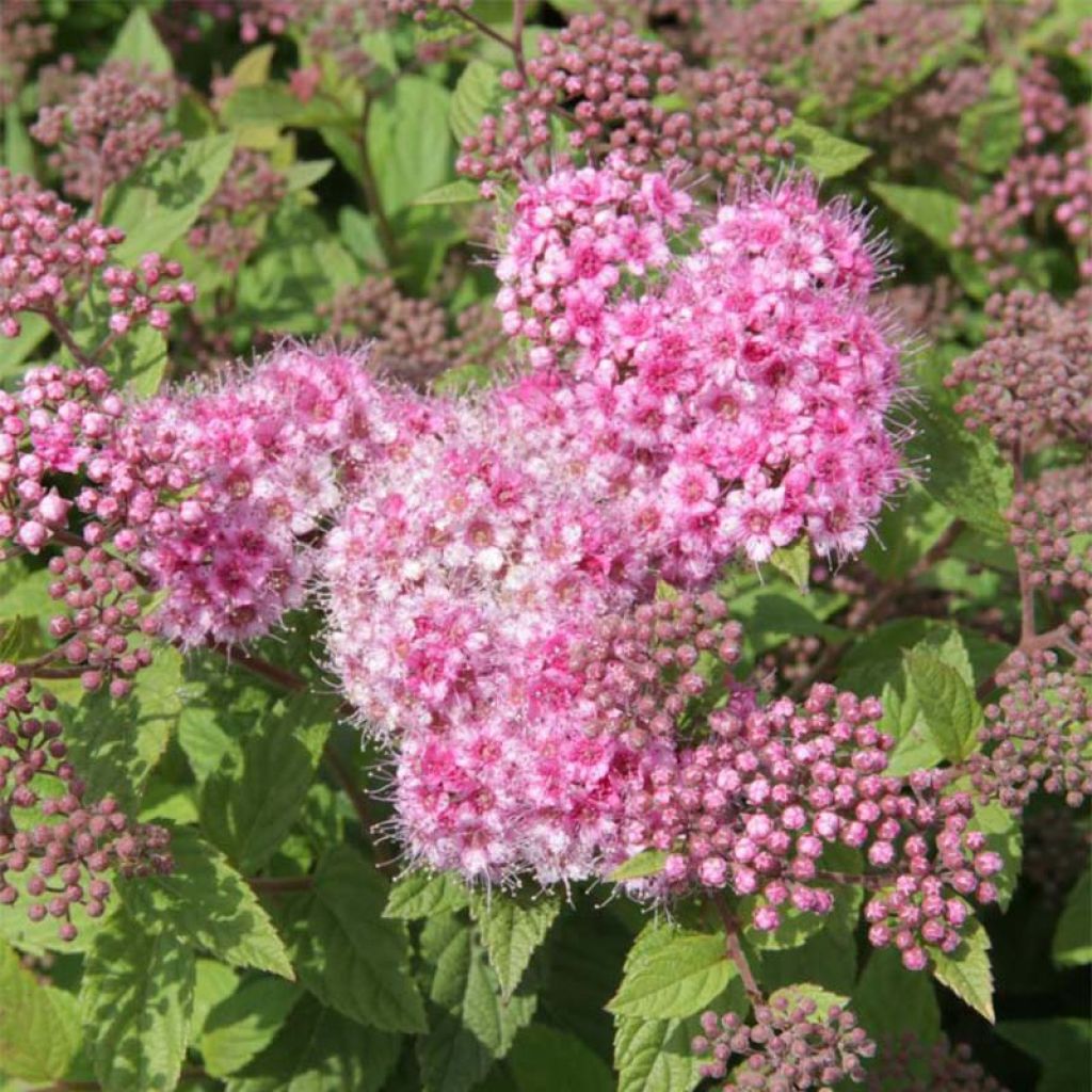 Spirée japonaise Little Princess - Spiraea japonica