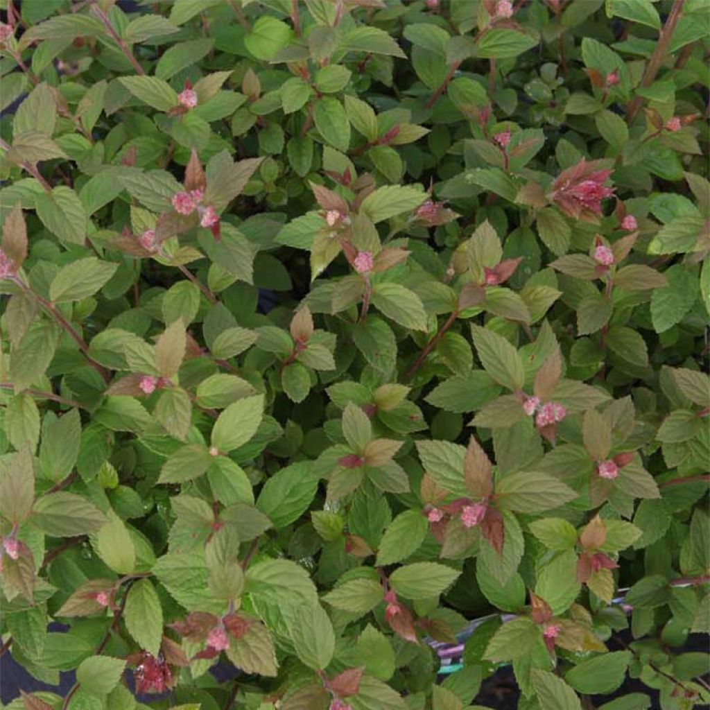 Spirée japonaise Little Princess - Spiraea japonica