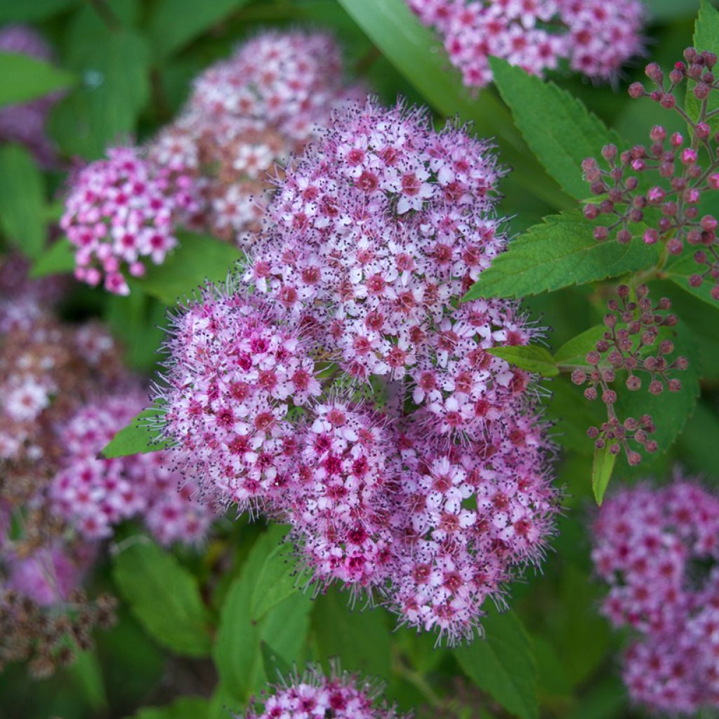 Spirée japonaise - Spiraea japonica Froebelii