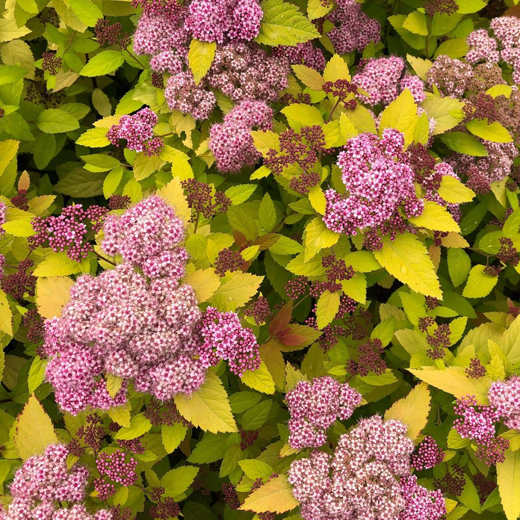 Spirée japonaise - Spiraea japonica Double Play Big Bang