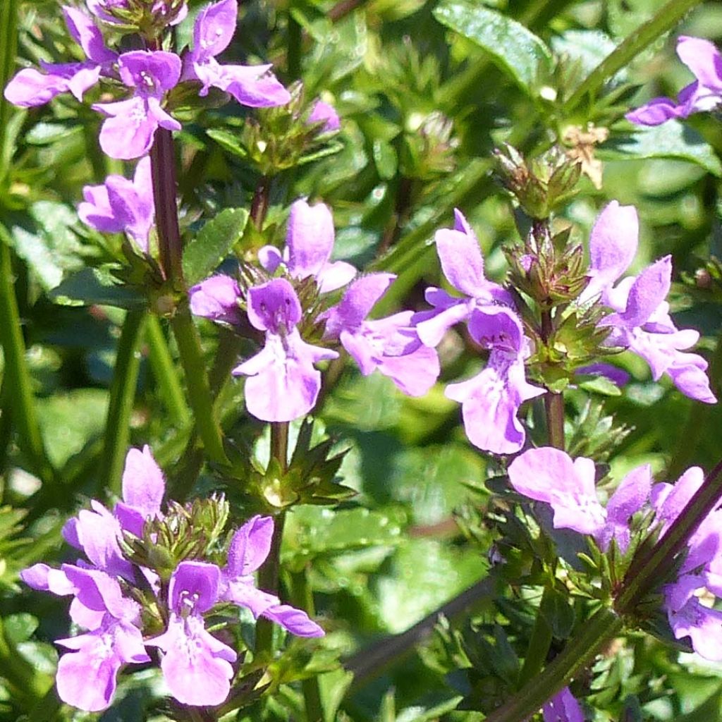 Stachys Lilac Falls - Epiaire hybride.