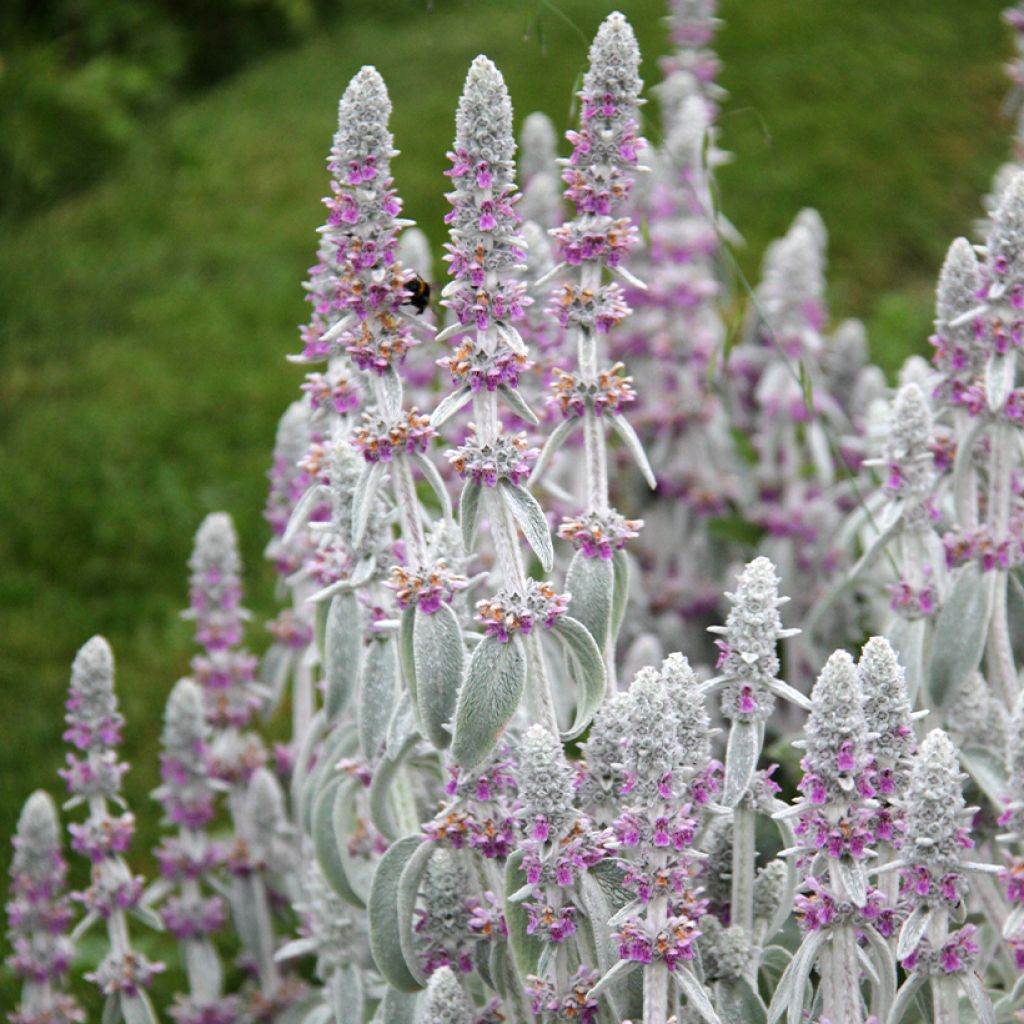 Stachys byzantina - Oreilles d'ours