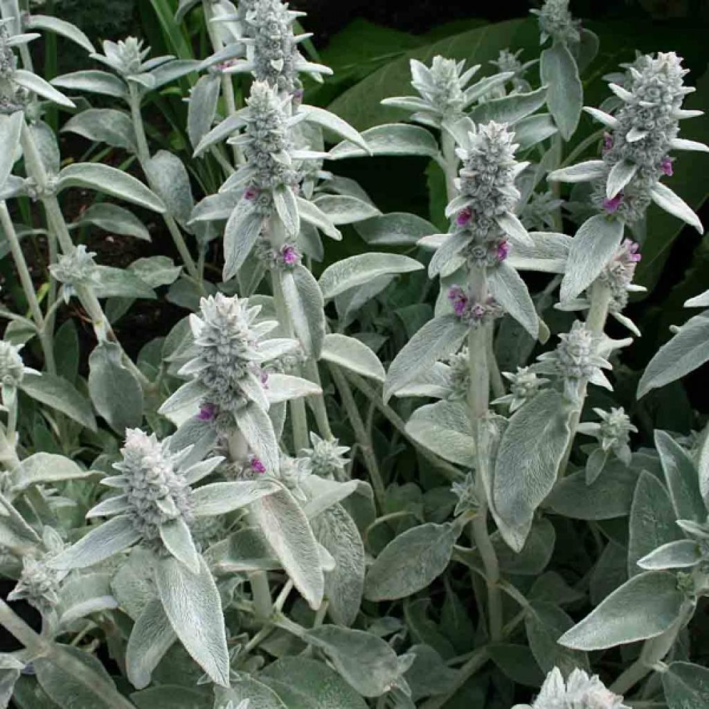 Stachys byzantina - Oreilles d'ours