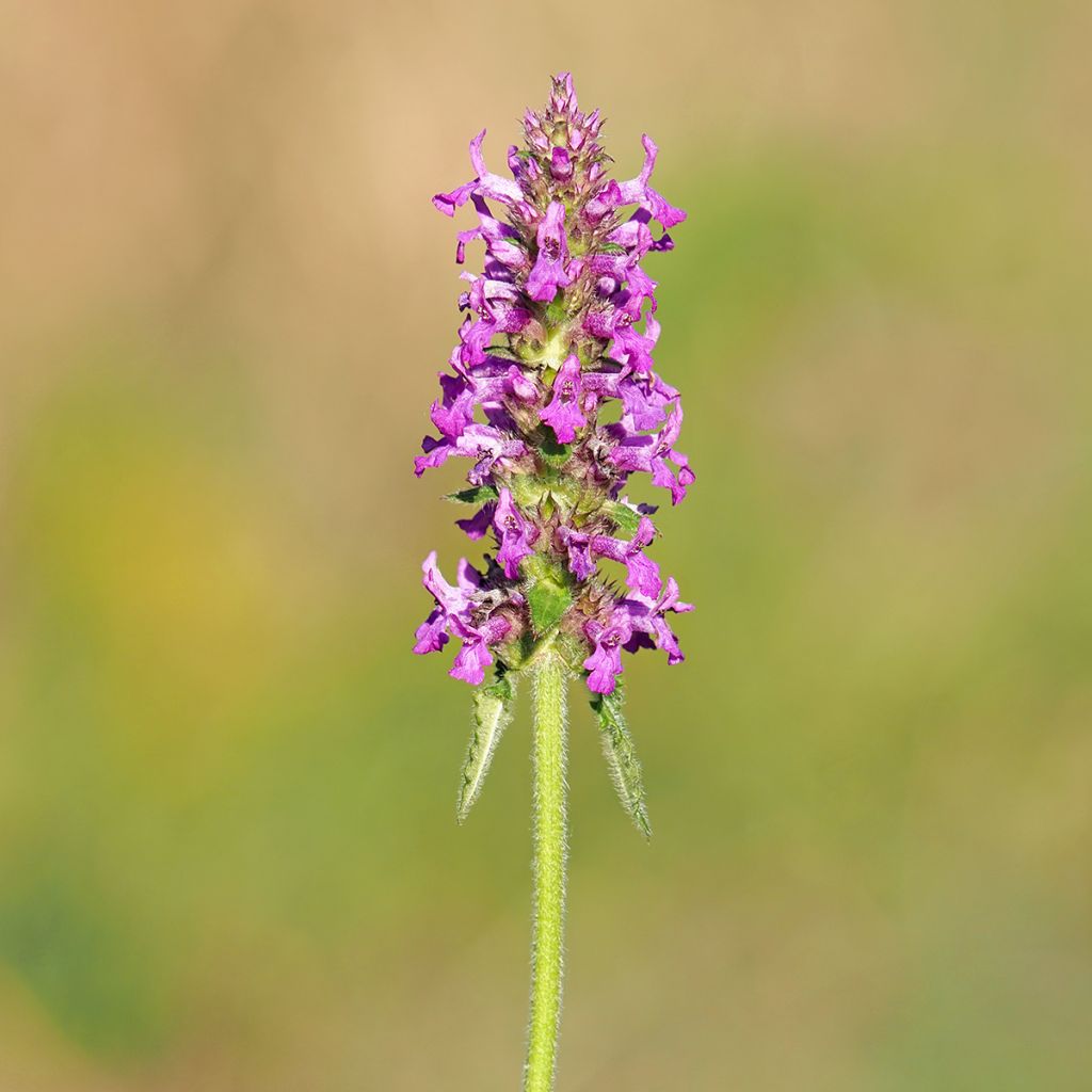 Stachys officinalis