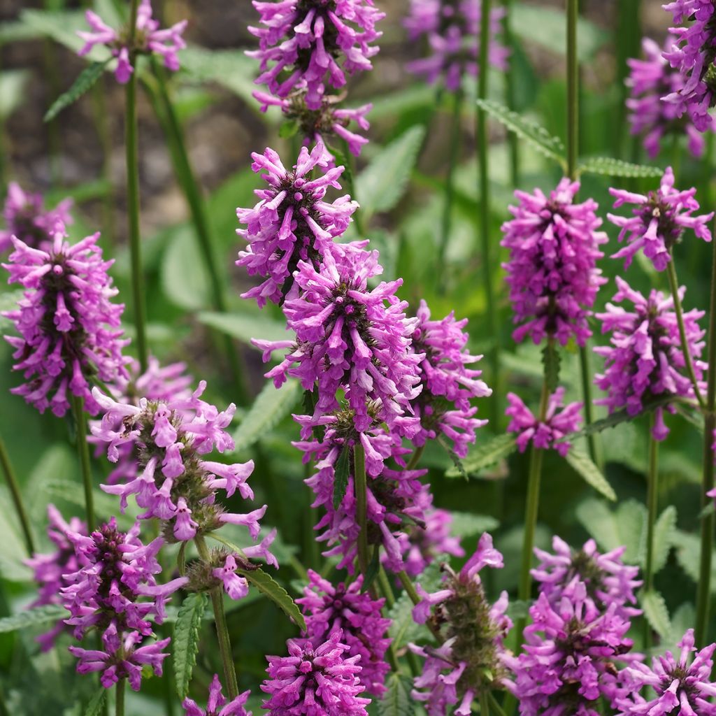 Stachys officinalis