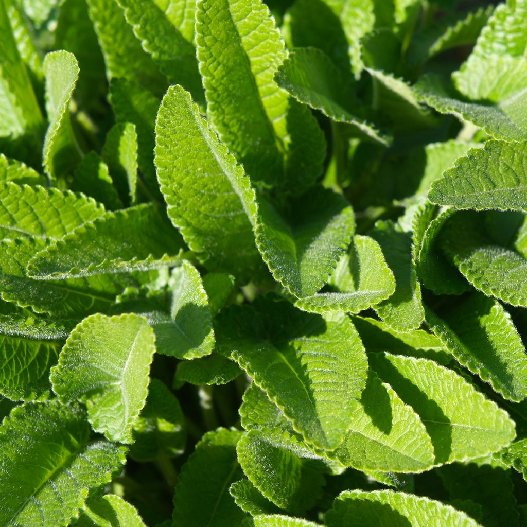 Stachys officinalis