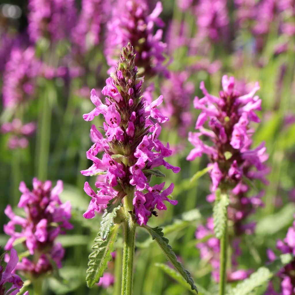 Stachys officinalis