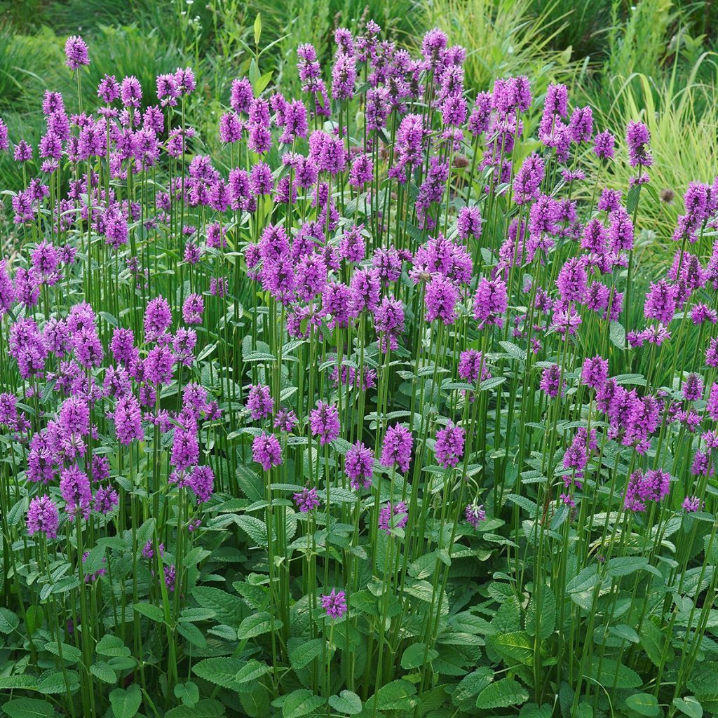 Stachys officinalis