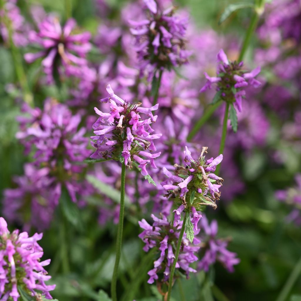 Stachys officinalis