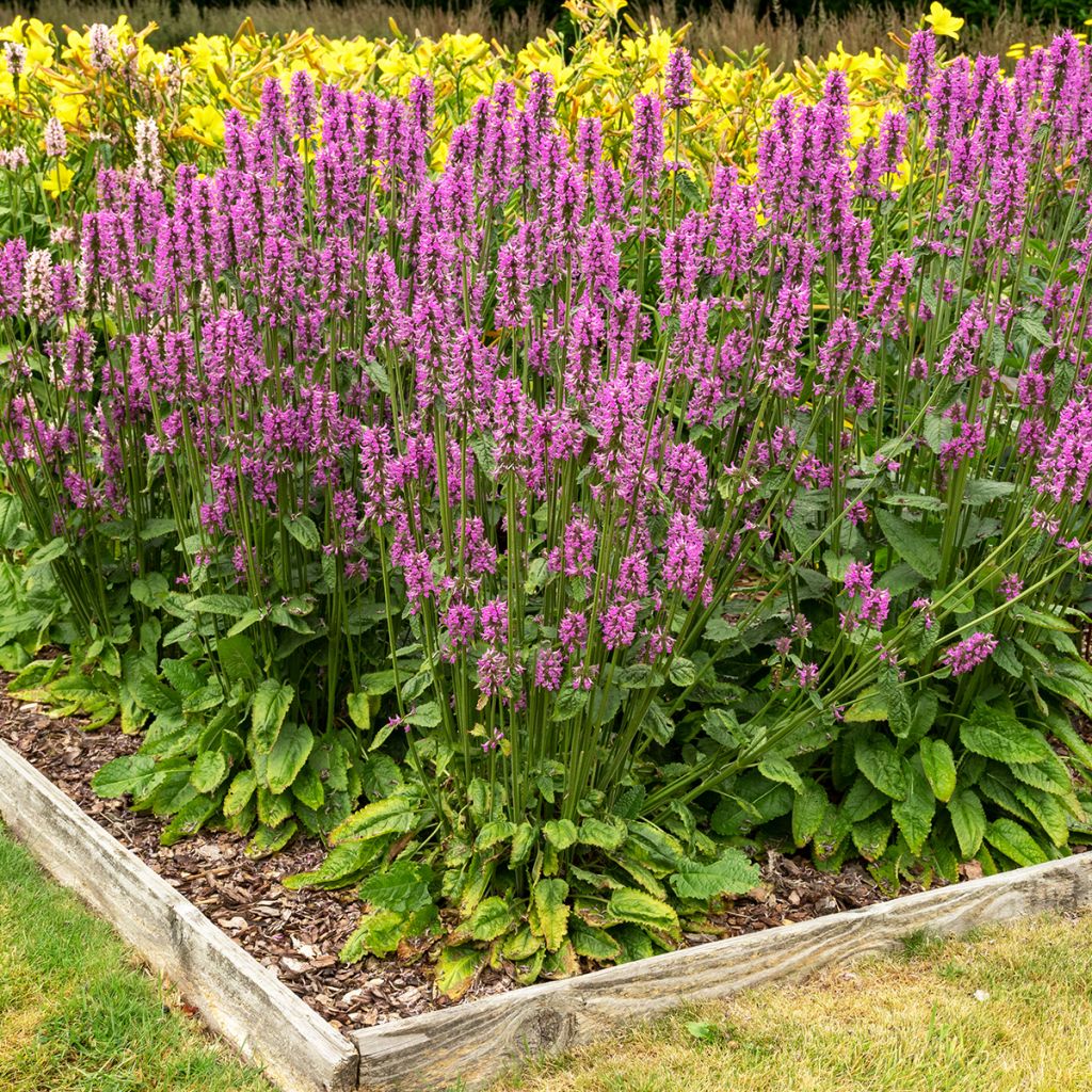 Stachys officinalis