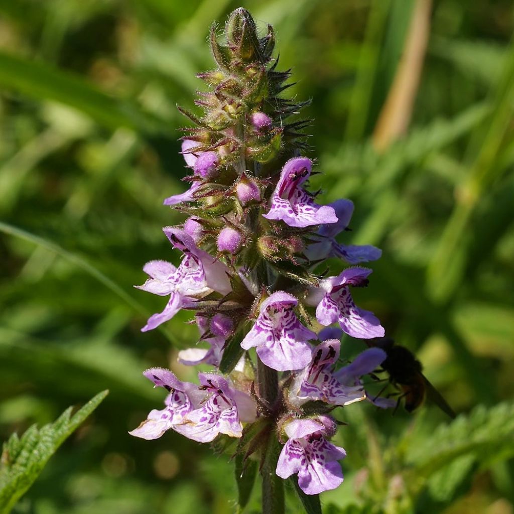 Epiaire des marais - Stachys palustris