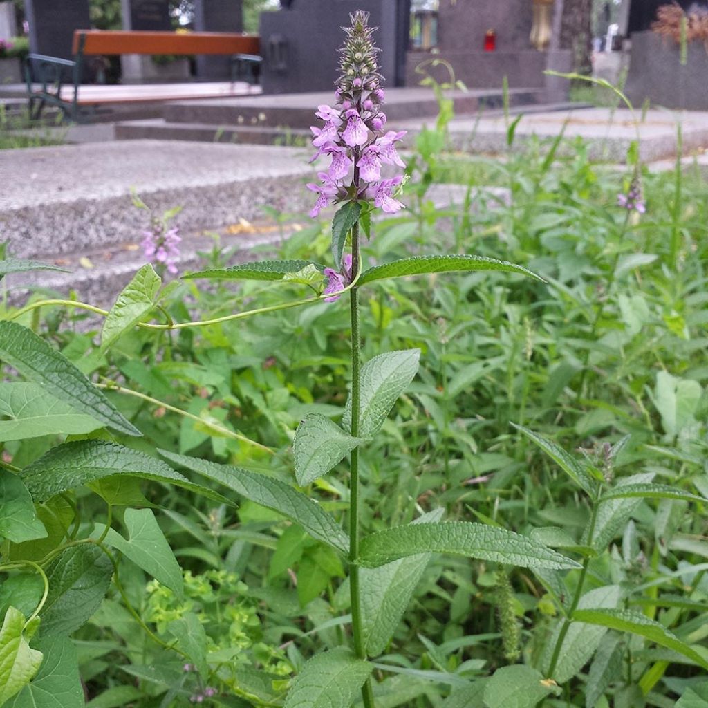 Epiaire des marais - Stachys palustris