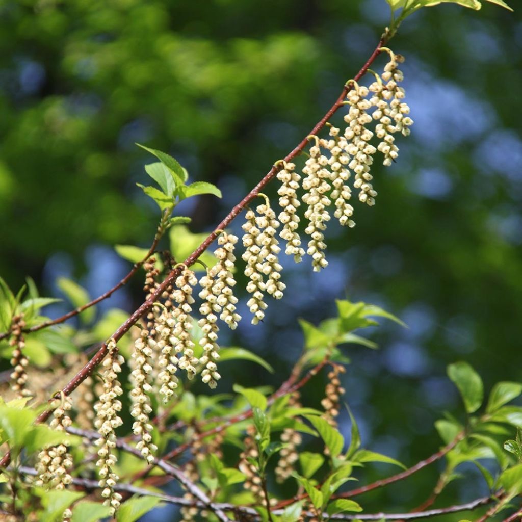 Stachyurus praecox