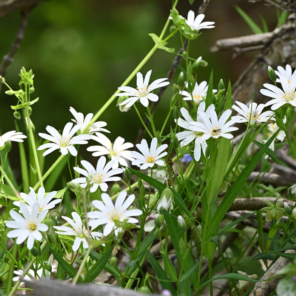 Stellaria (Rabelera) holostea - Stellaire holostée