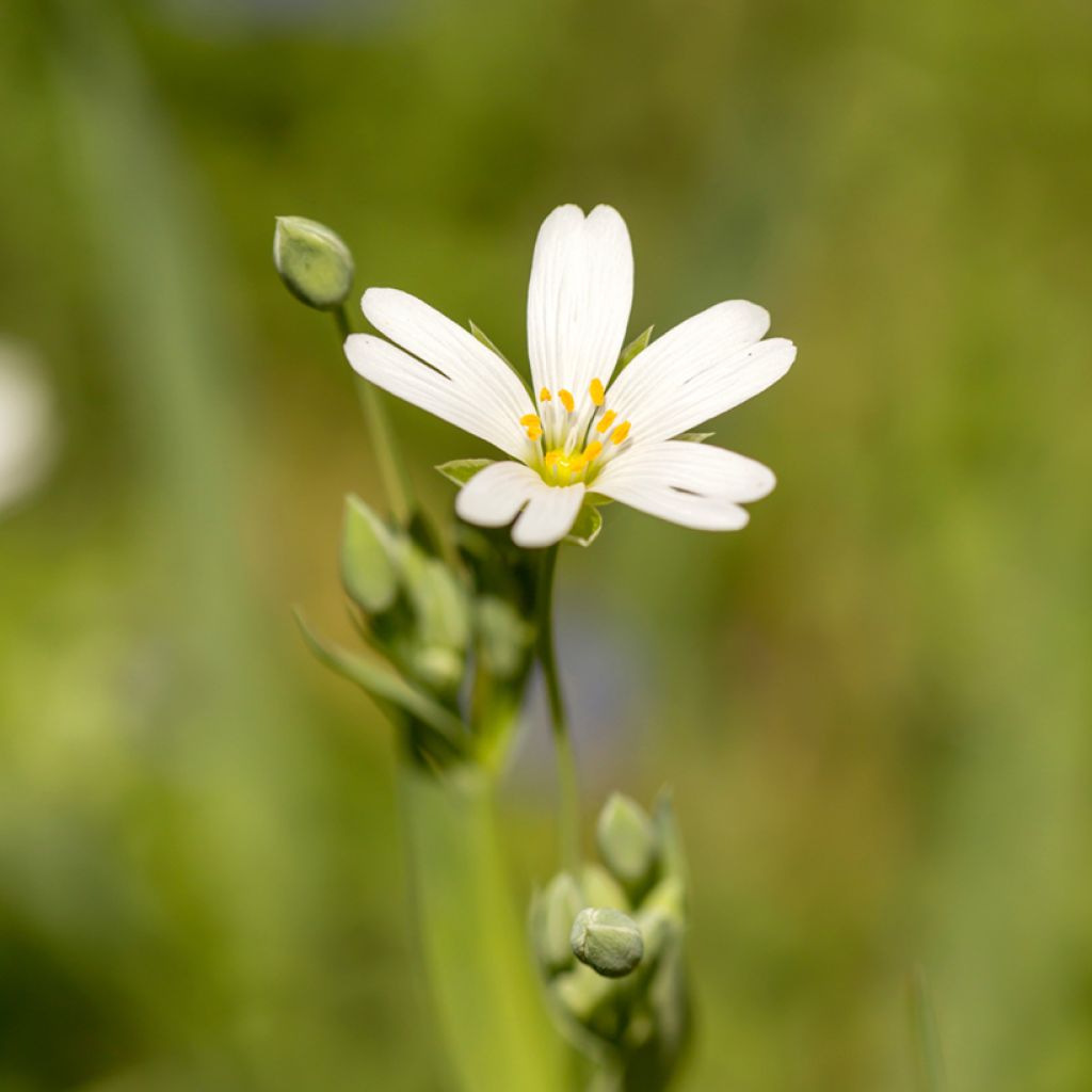 Stellaria (Rabelera) holostea - Stellaire holostée