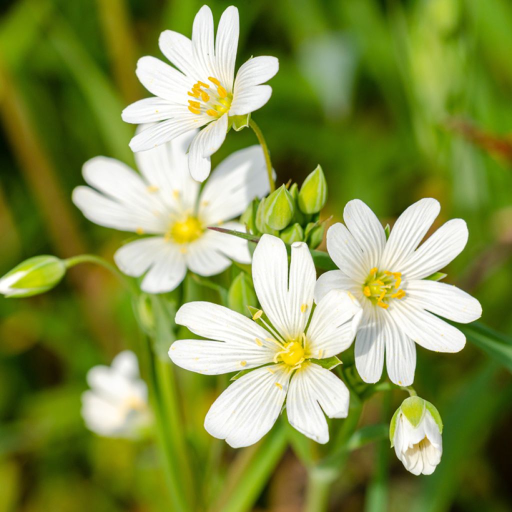 Stellaria (Rabelera) holostea - Stellaire holostée