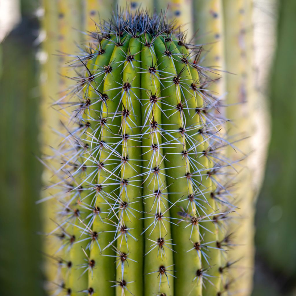 Stenocereus thurberi - Organ pipe cactus