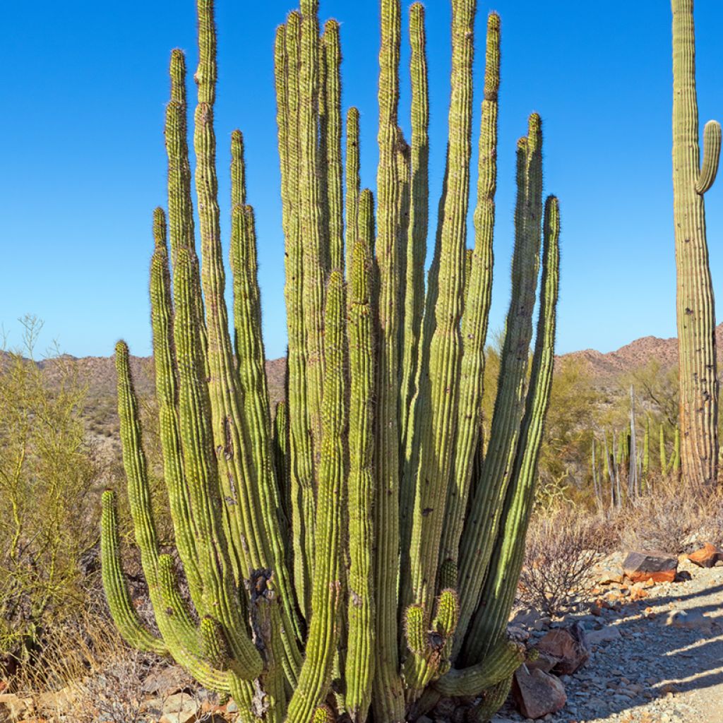 Stenocereus thurberi - Organ pipe cactus