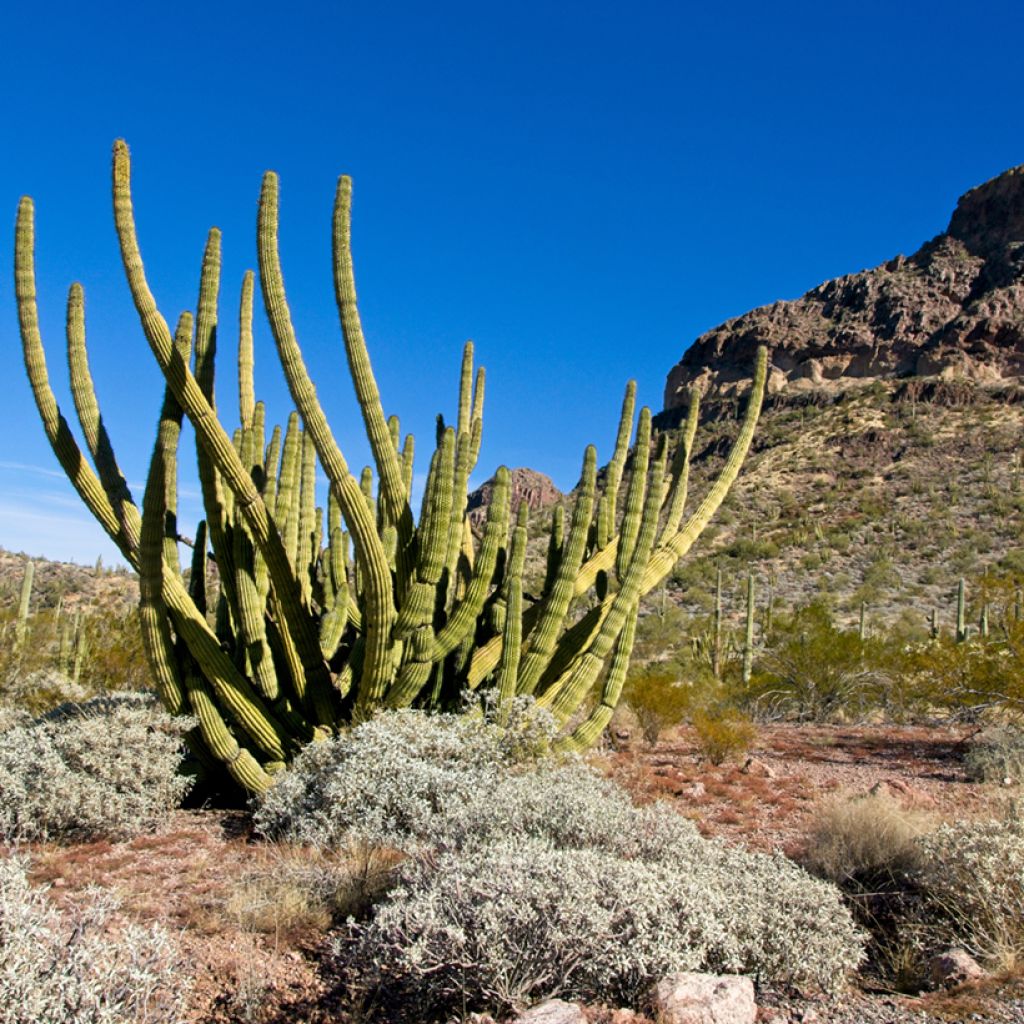 Stenocereus thurberi - Organ pipe cactus