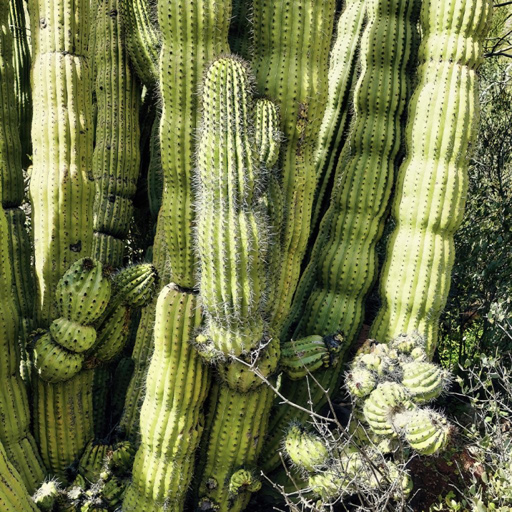 Stenocereus thurberi - Organ pipe cactus