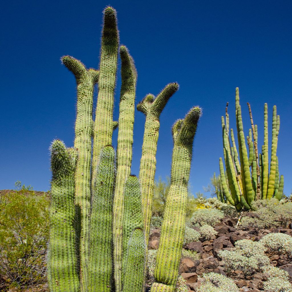 Stenocereus thurberi - Organ pipe cactus