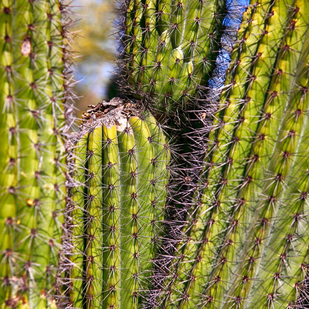 Stenocereus thurberi - Organ pipe cactus