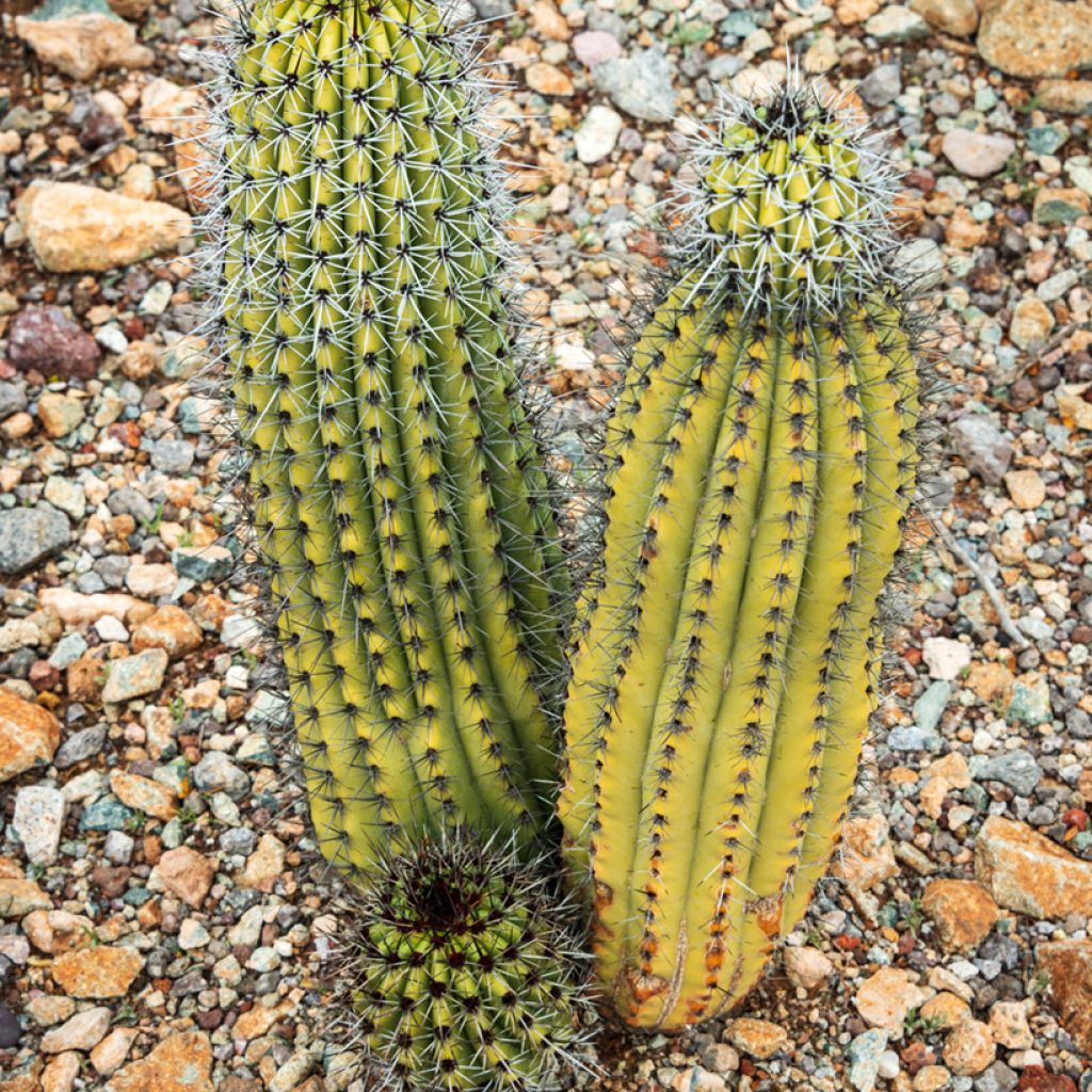 Stenocereus thurberi - Organ pipe cactus