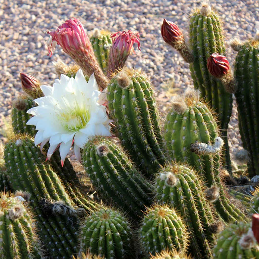 Stenocereus thurberi - Organ pipe cactus