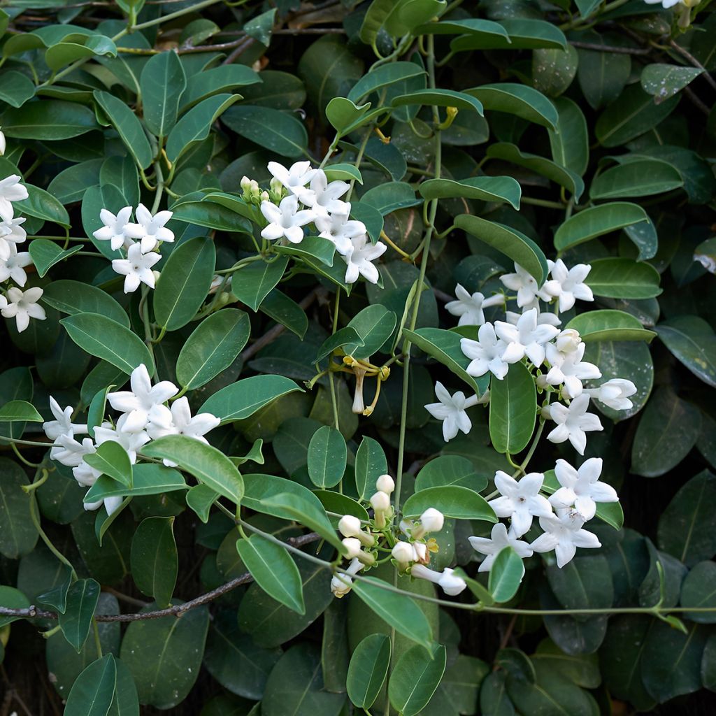 Stephanotis floribunda (jasminoides) - Jasmin de Madagascar