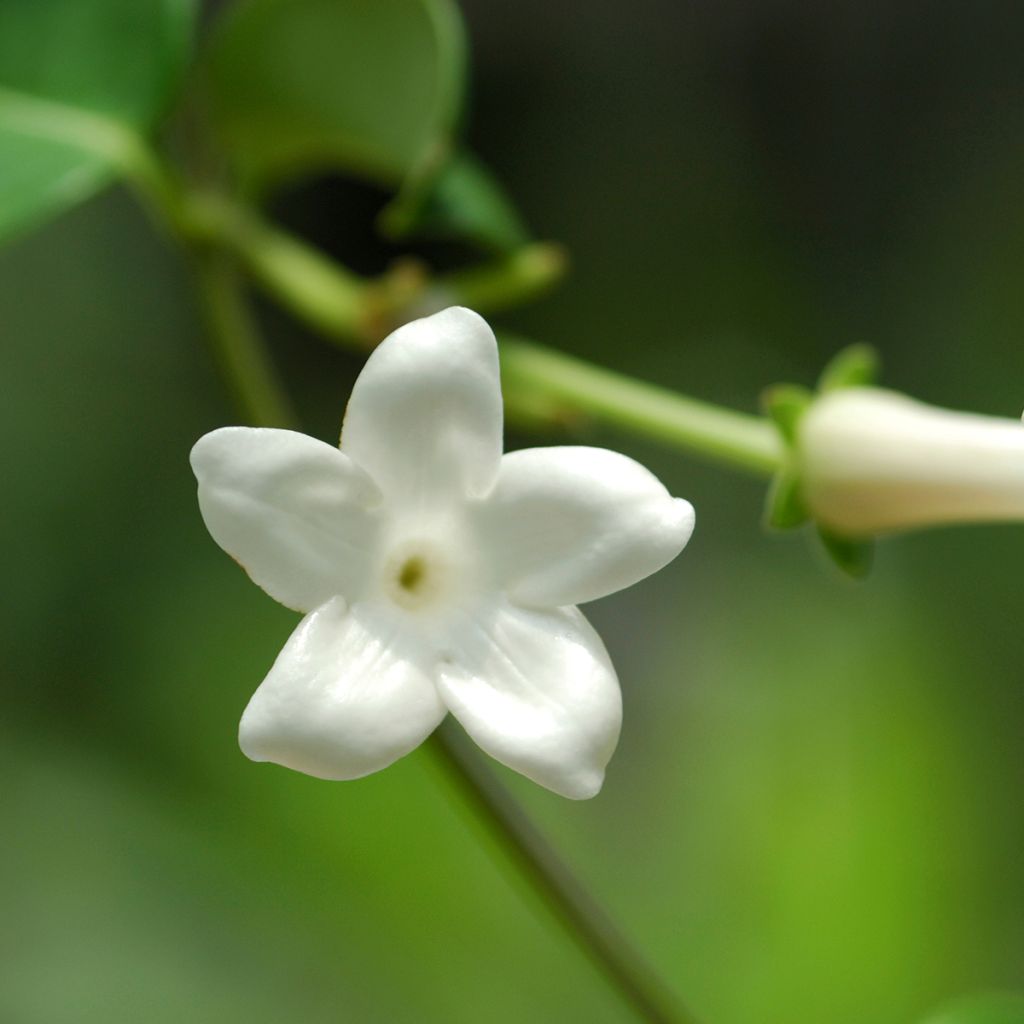 Stephanotis floribunda (jasminoides) - Jasmin de Madagascar