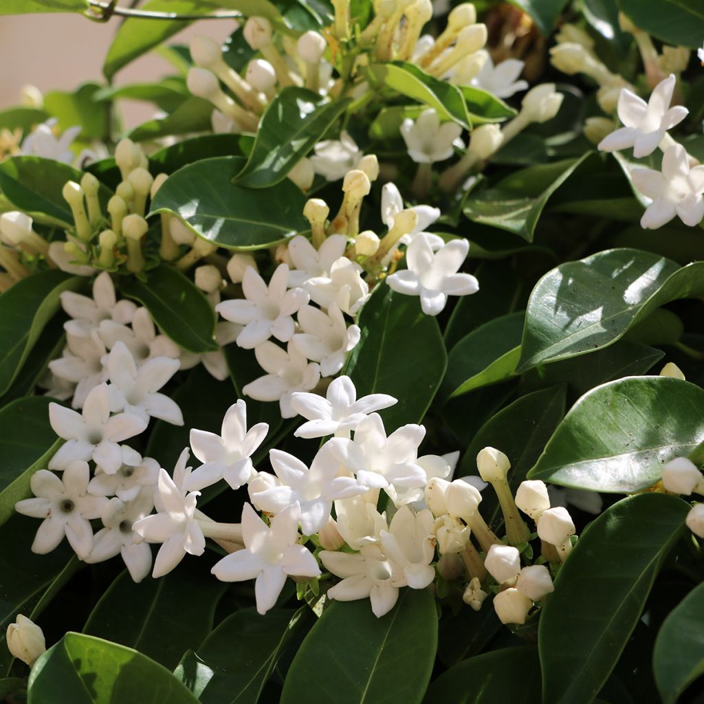 Stephanotis floribunda (jasminoides) - Jasmin de Madagascar