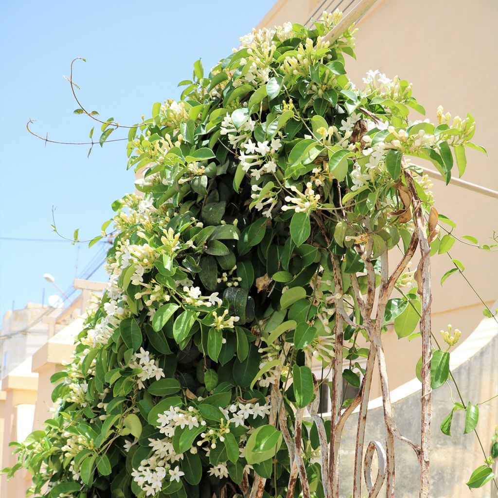 Stephanotis floribunda (jasminoides) - Jasmin de Madagascar