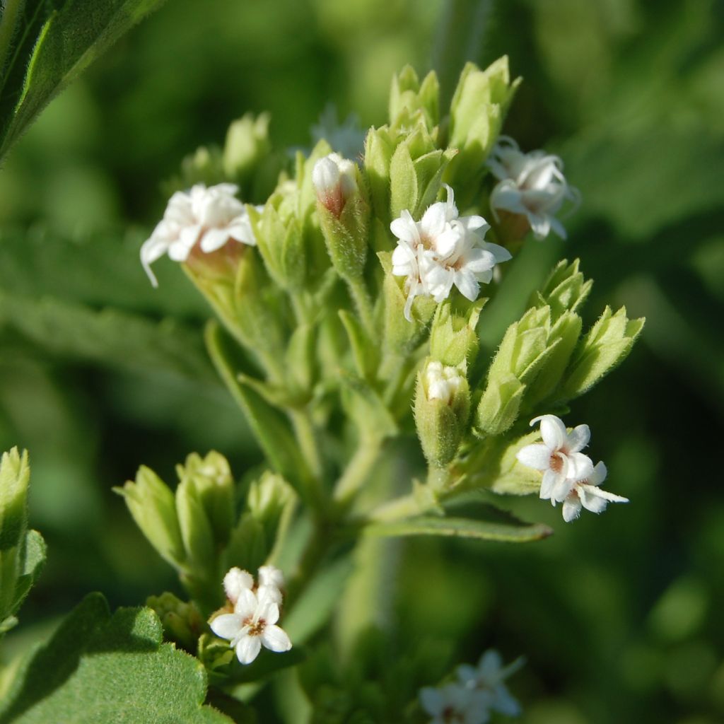 Stevia - Plante à sucre - Stevia rebaudiana