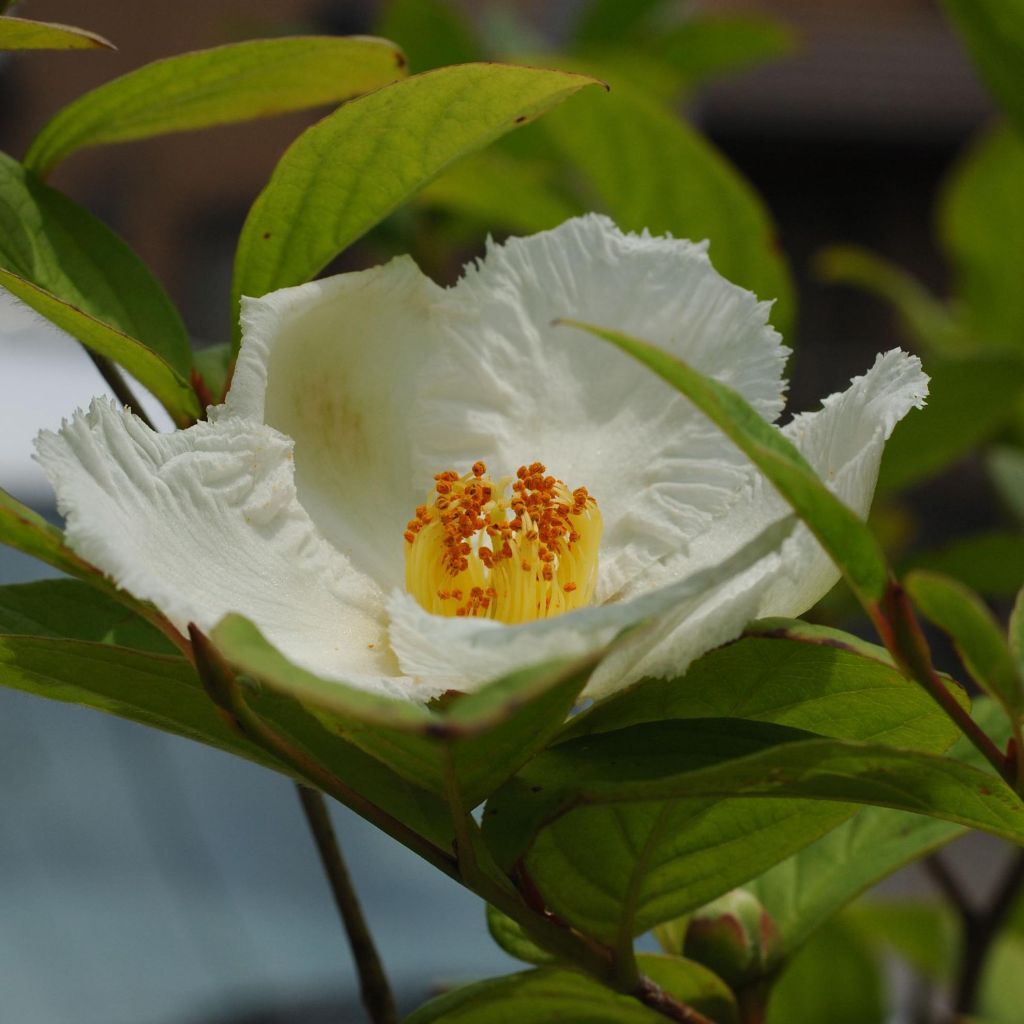 Stewartia pseudocamellia - Stuartie