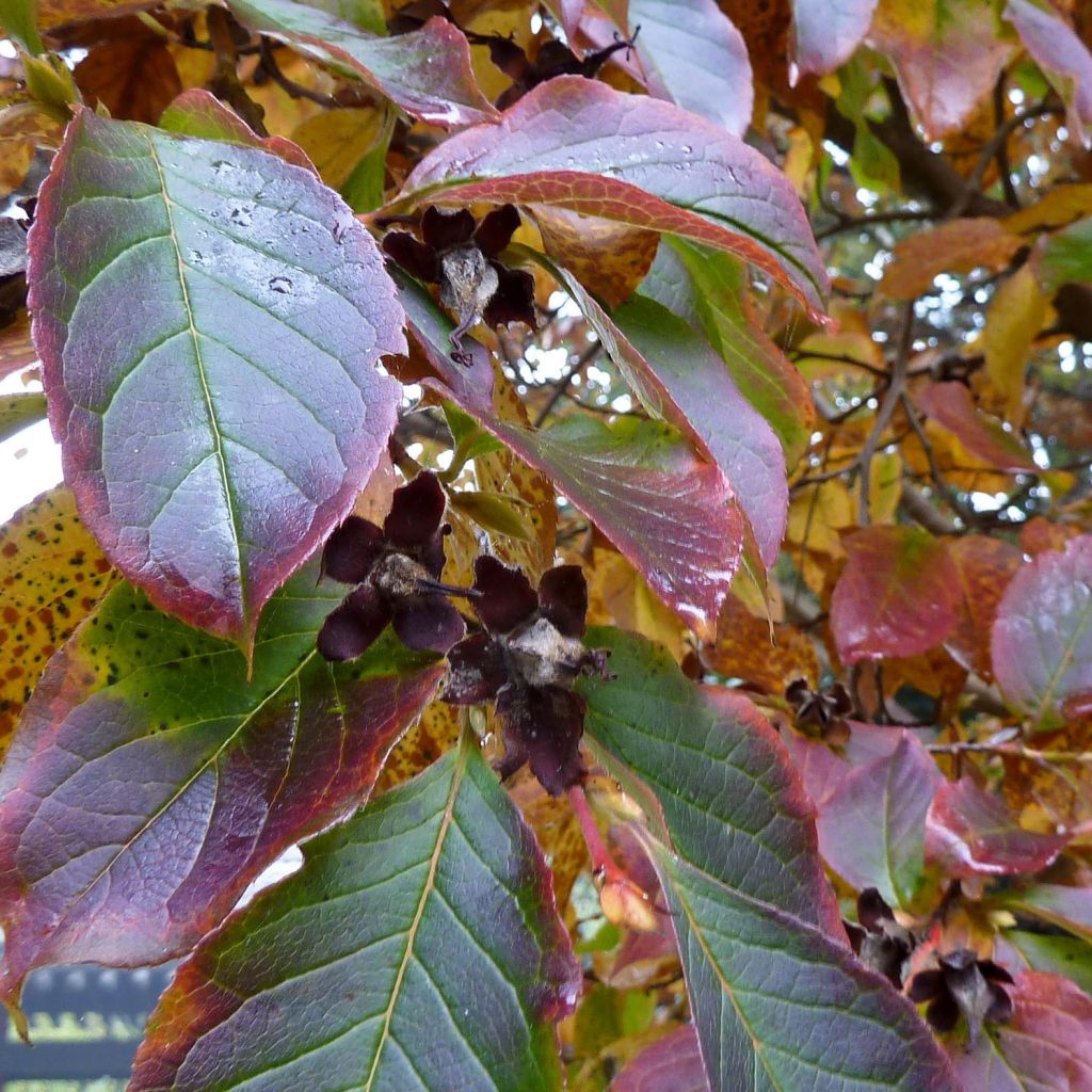 Stewartia pseudocamellia - Stuartie