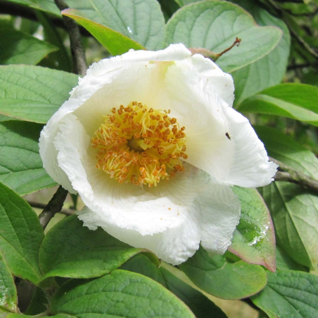 Stewartia pseudocamellia Koreana