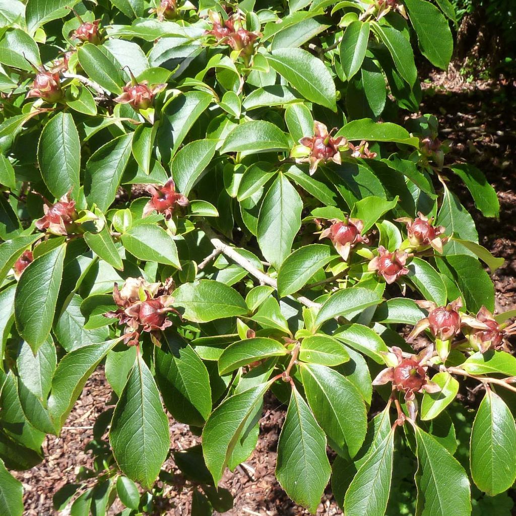 Stewartia rostrata - Stuartie