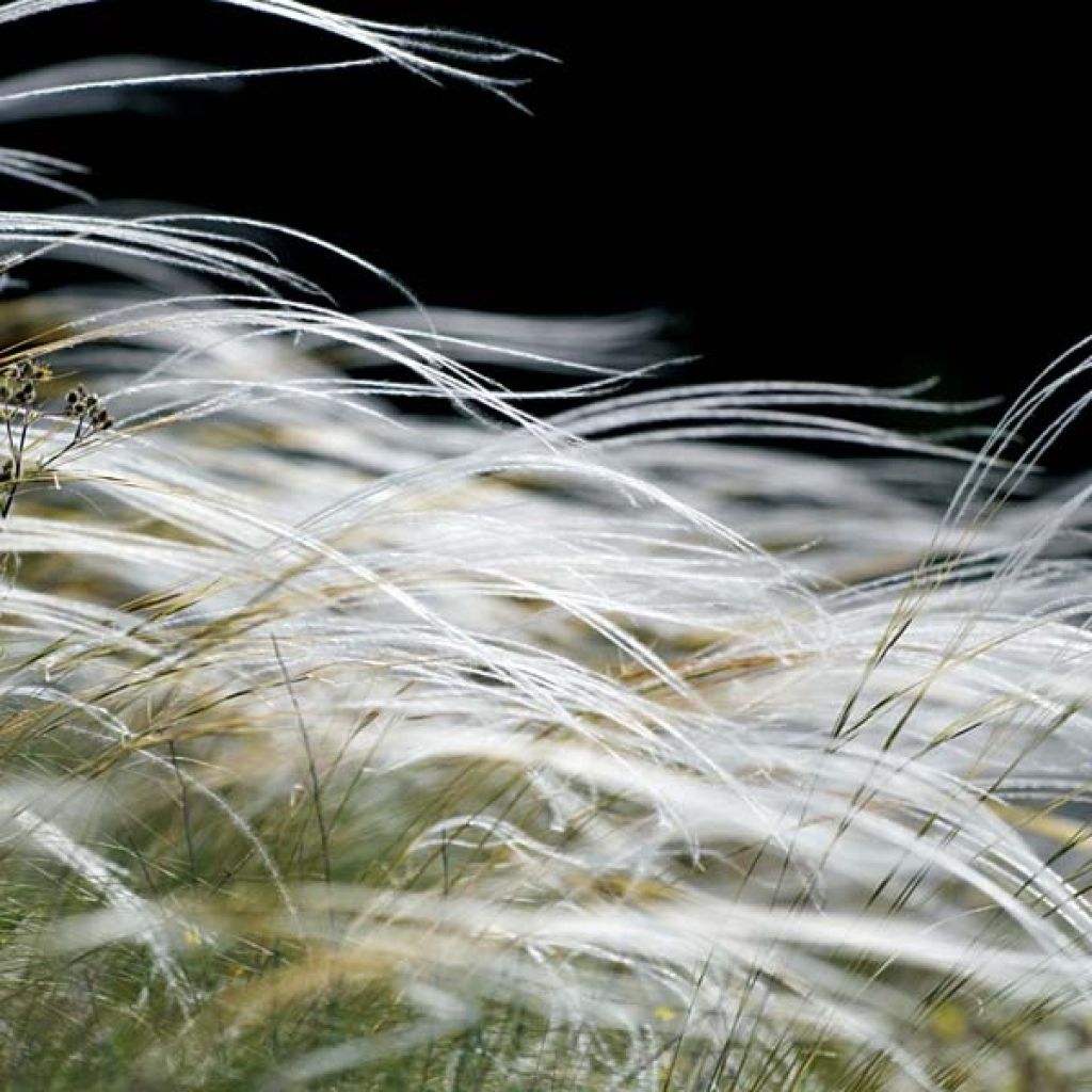 Stipa pennata