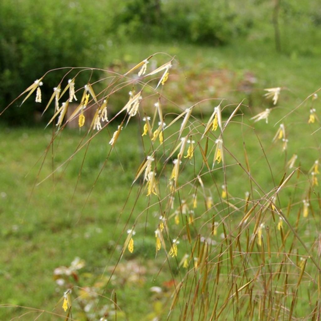 Stipa gigantea - Stipe géante