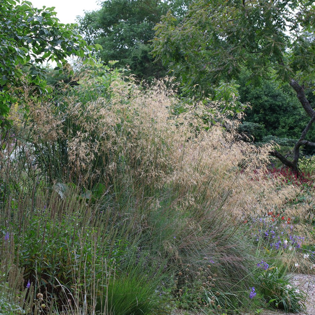 Stipa gigantea - Stipe géante