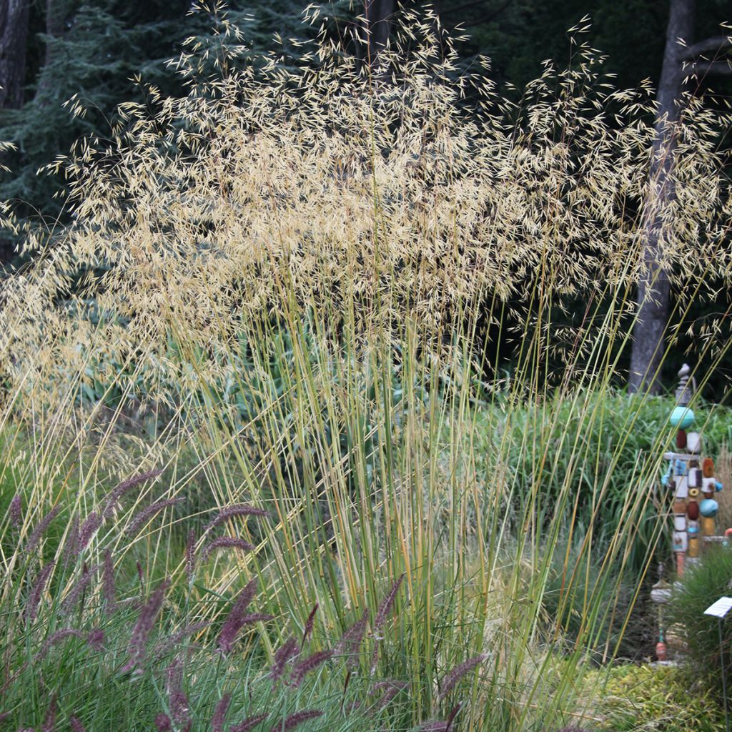 Stipa gigantea - Stipe géante