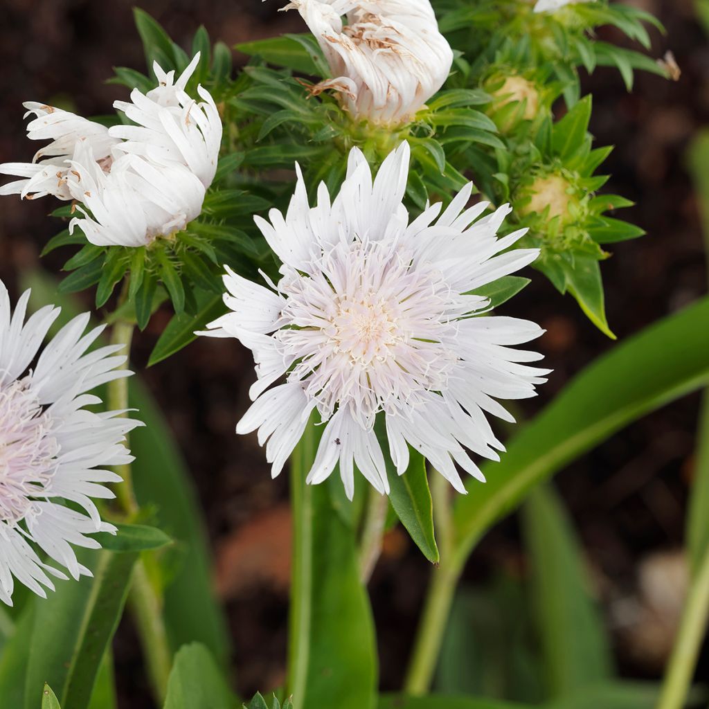 Stokesia laevis Alba