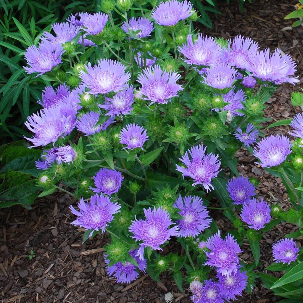 Stokesia laevis Blue Star - Bleuet d'Amérique.