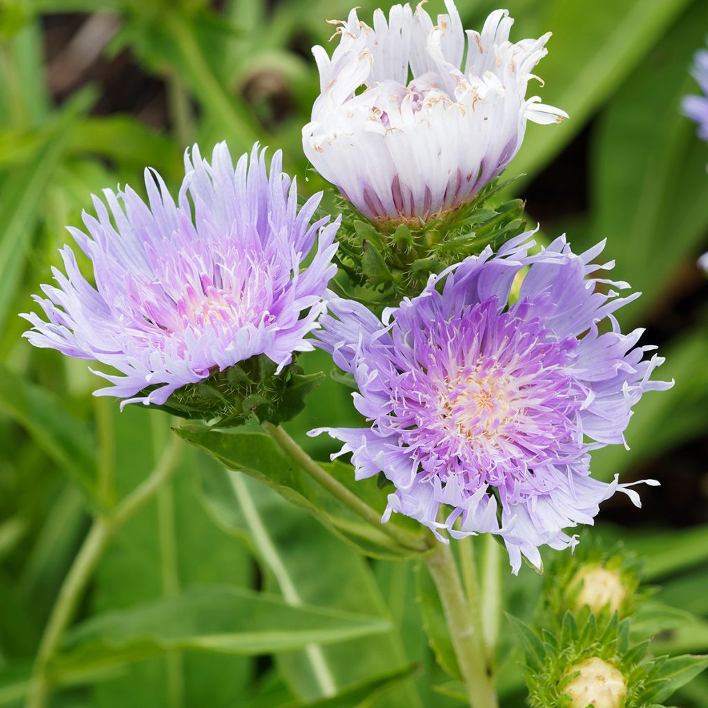 Stokesia laevis Blue Star